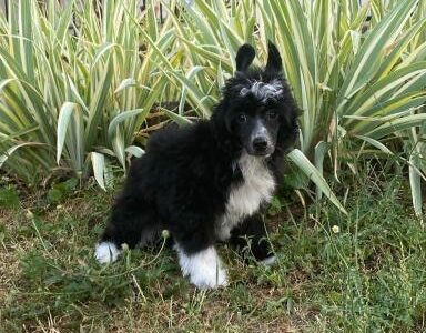 Kineski Ćubasti pas - štenci