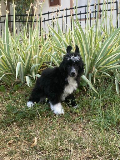 Kineski Ćubasti pas - štenci