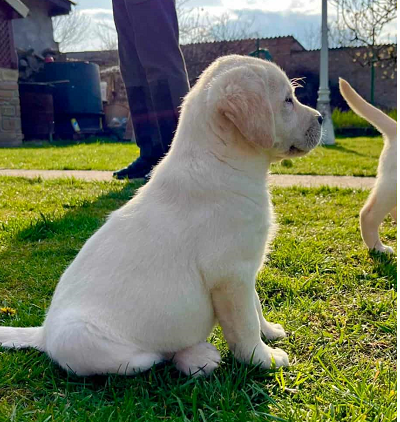 Labrador retriver štenci vrhunske krvne linije
