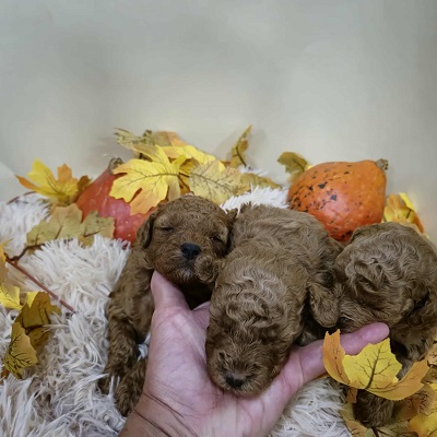 Pudle štenci ekstra kvaliteta