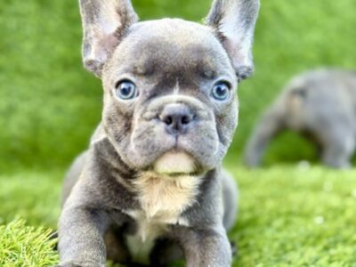 Francuski Buldog prelepi štenci