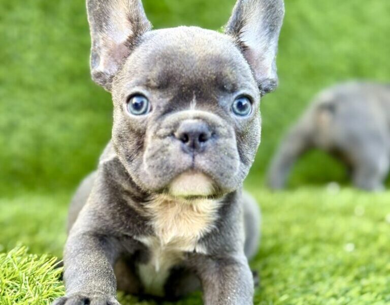 Francuski Buldog prelepi štenci