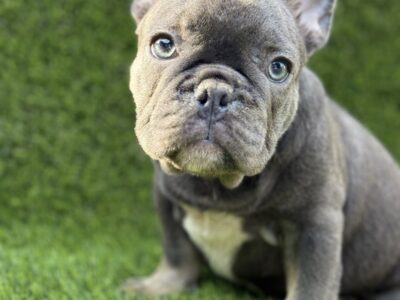 Francuski Buldog prelepi štenci