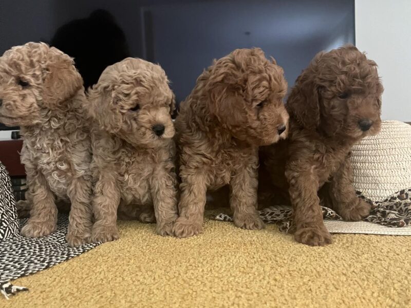 Mini Pudla prelepi stenci