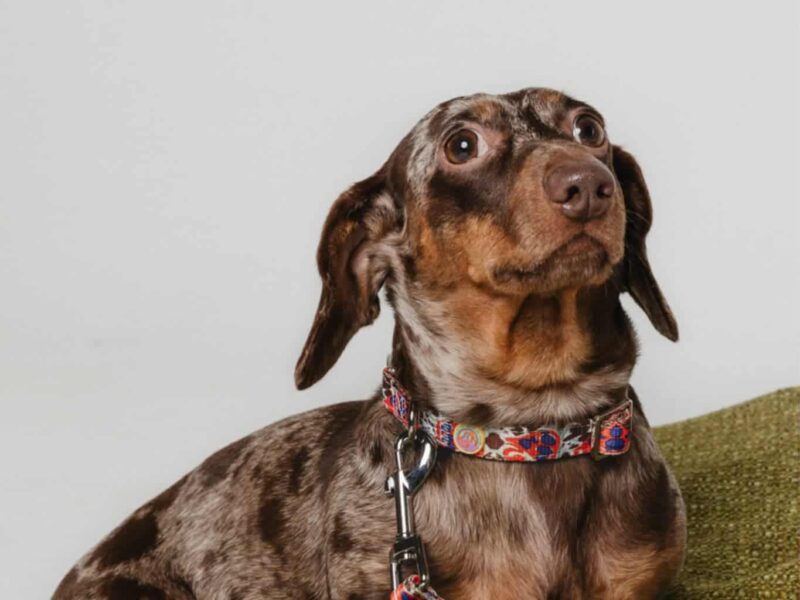 Jazavičar prelepi štenci