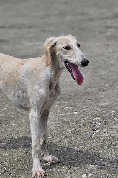 Persijski hrt SALUKI štenci
