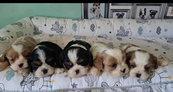 Cavalier King Charles štenci