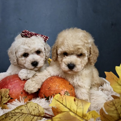 Maltipoo štenci, prelepe bebe