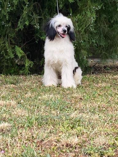 Kineski Ćubasti pas - štenci