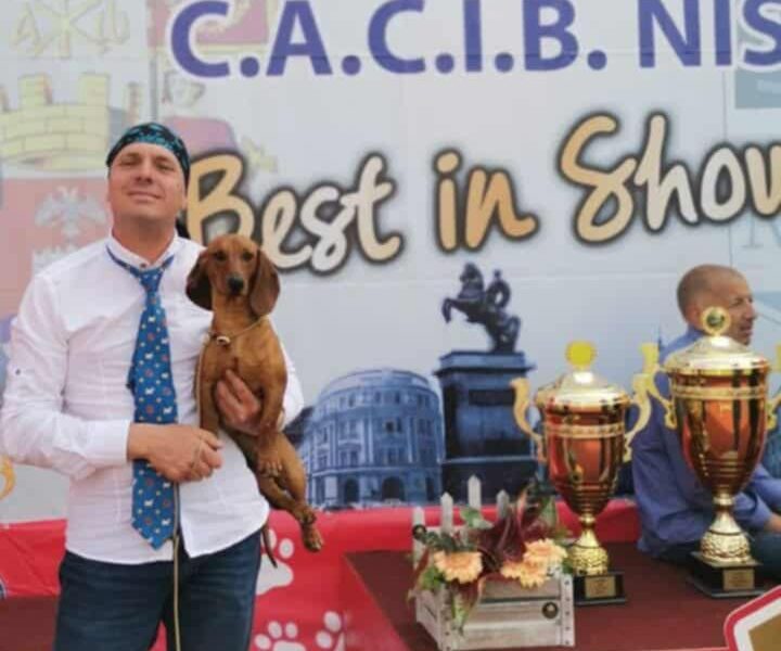 Jazavičar prelepi štenci