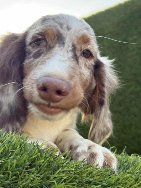 Dugodlaki jazavičar