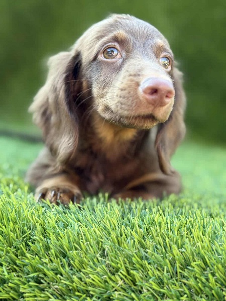 Dugodlaki jazavičar