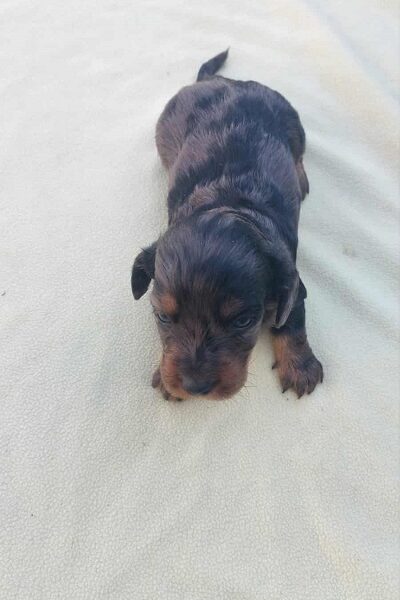 Dugodlaki jazavičar