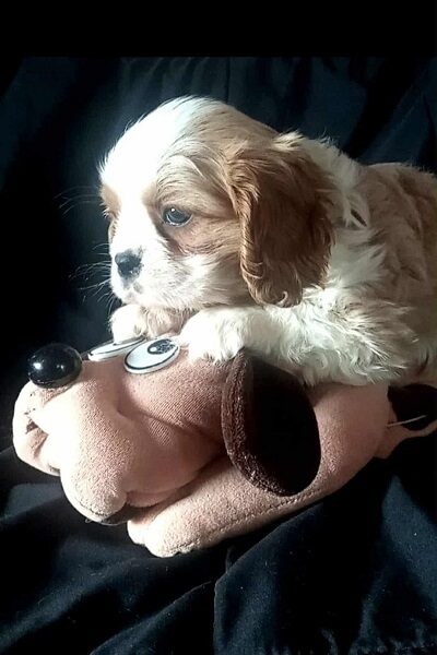 Cavalier King Charles štenci