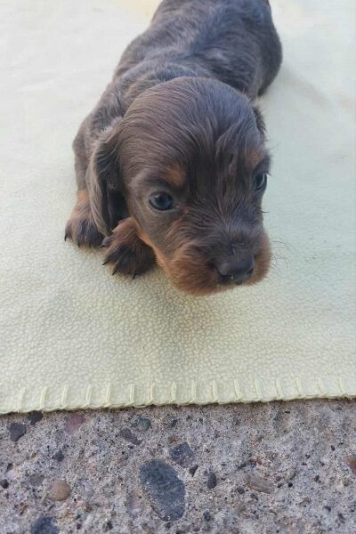 Dugodlaki jazavičar