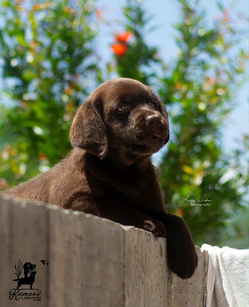 Čokoladni Labrador Retriver štenci