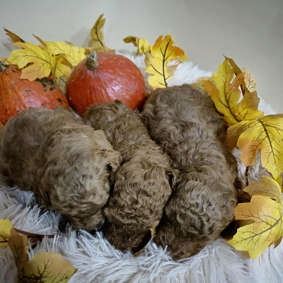 Pudle štenci ekstra kvaliteta