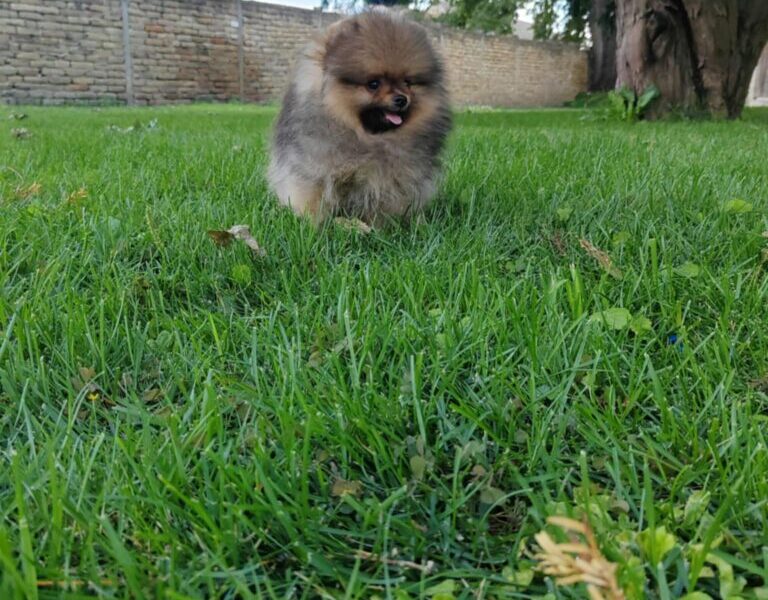 Pomeranac prelepi stenci