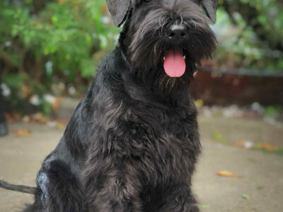 Crni patuljasti šnaucer štenci