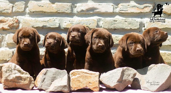 Čokoladni Labrador Retriver štenci