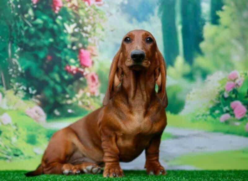 Jazavičar prelepi štenci