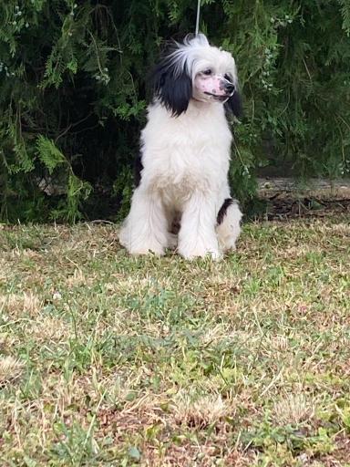 Kineski Ćubasti pas - štenci