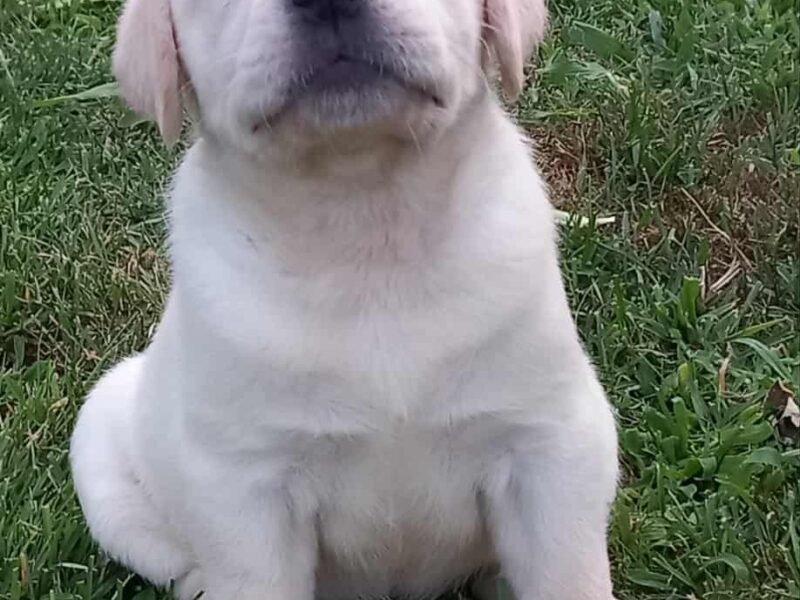 Labrador retriver štenci vrhunske krvne linije