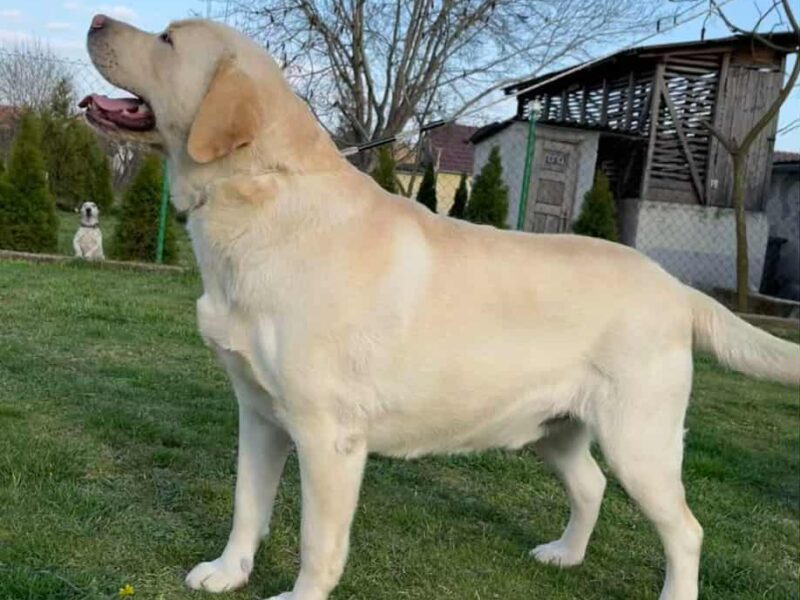 Labrador retriver štenci vrhunske krvne linije