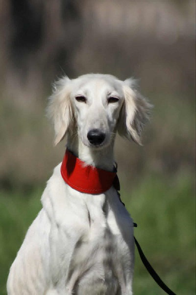 Persijski hrt SALUKI štenci
