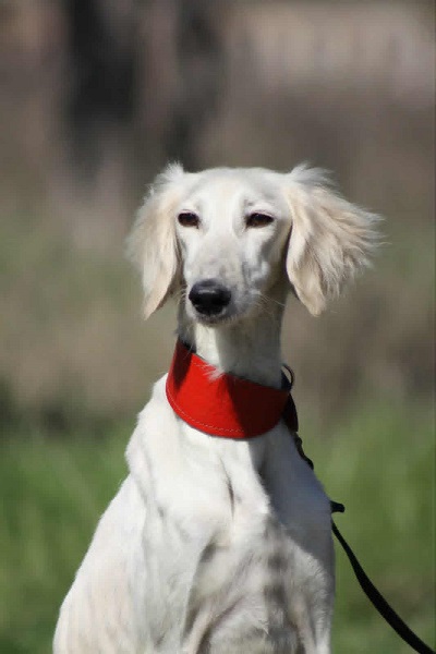 Persijski hrt SALUKI štenci