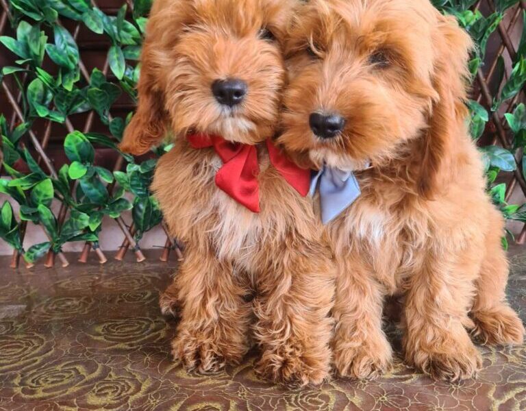 Labradoodle prelepi štenci