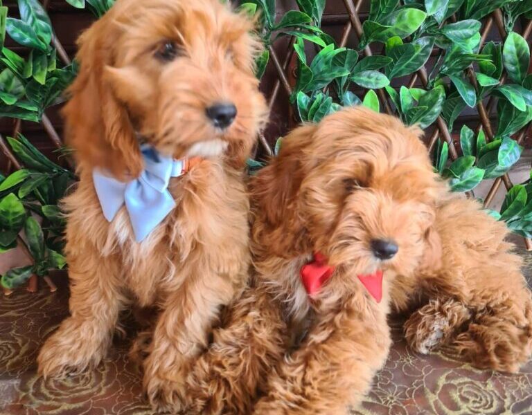 Labradoodle prelepi štenci