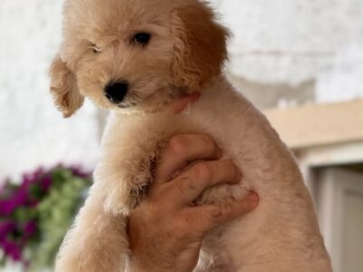 Patuljasta Aprikot Pudla muško štene