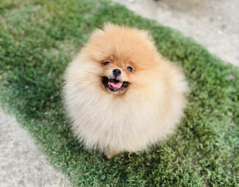 Pomeranac musko stene