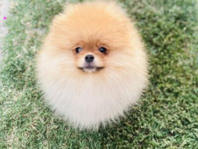 Pomeranac musko stene