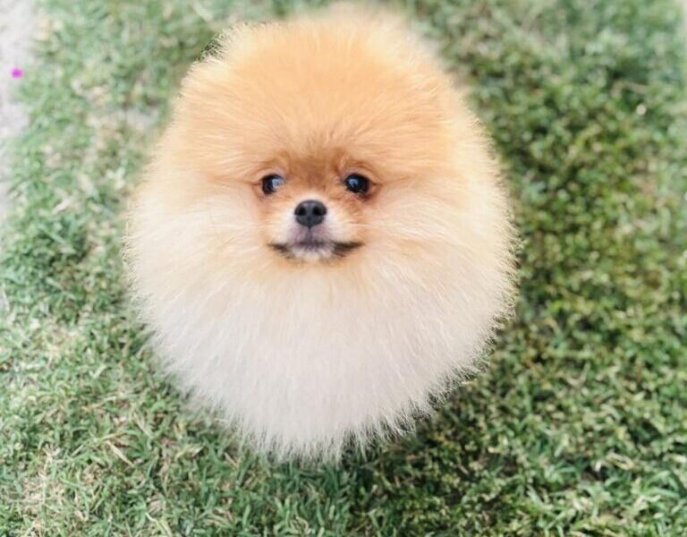 Pomeranac musko stene