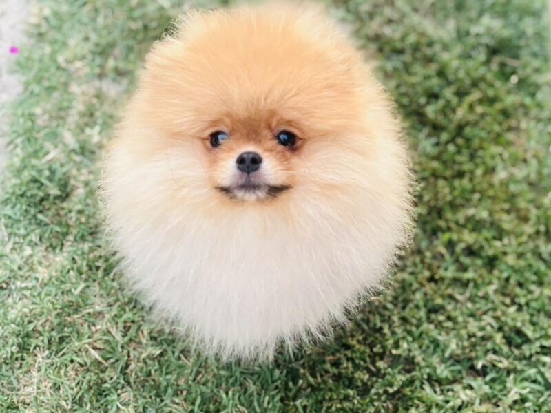 Pomeranac prelepo musko stene