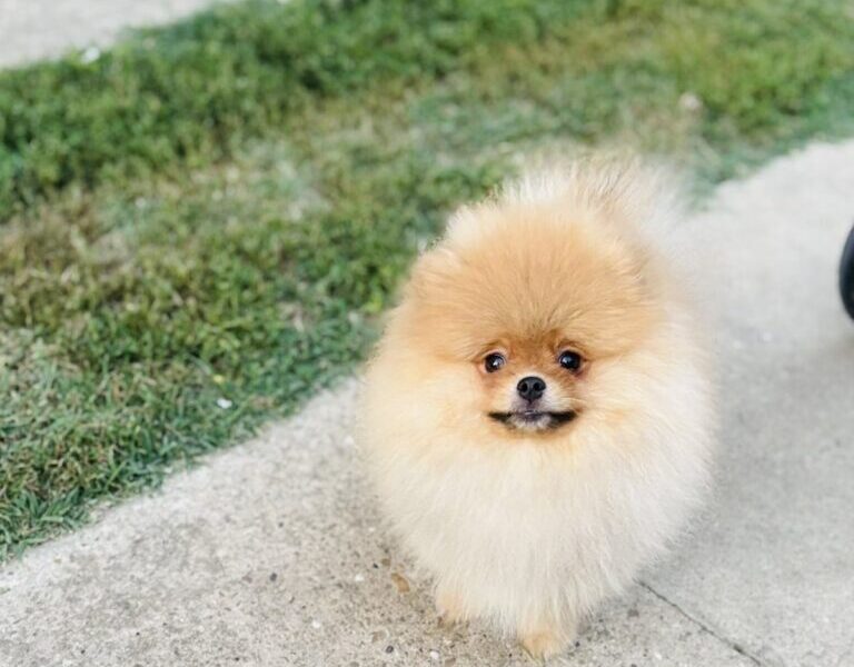 Pomeranac musko stene