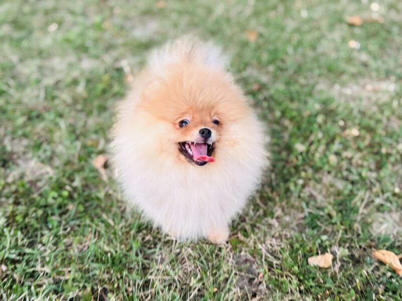 Pomeranac musko stene