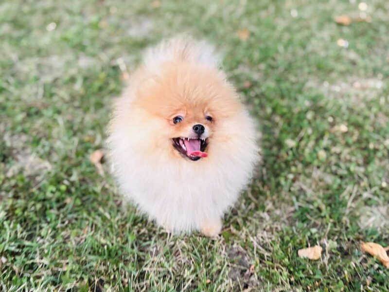 Pomeranac prelepo musko stene