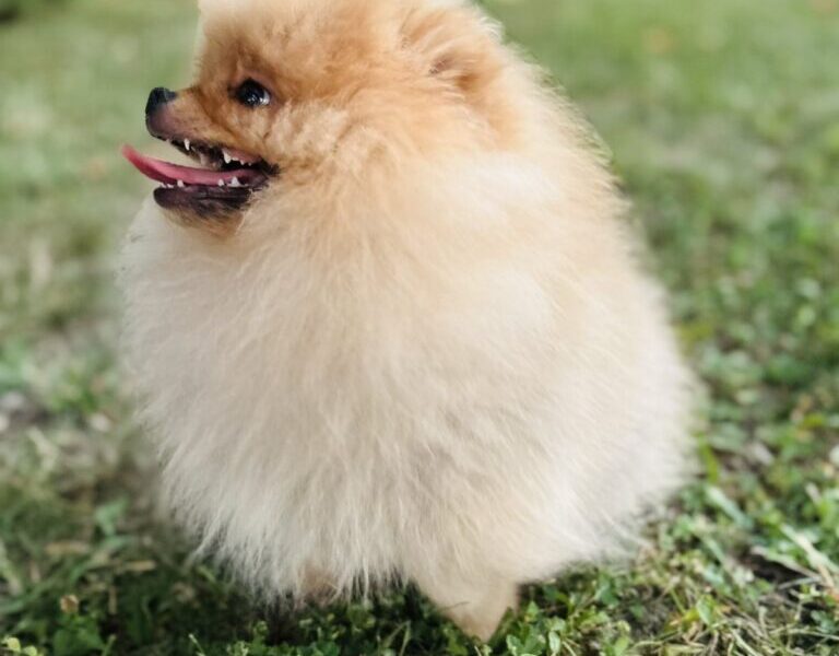 Pomeranac musko stene