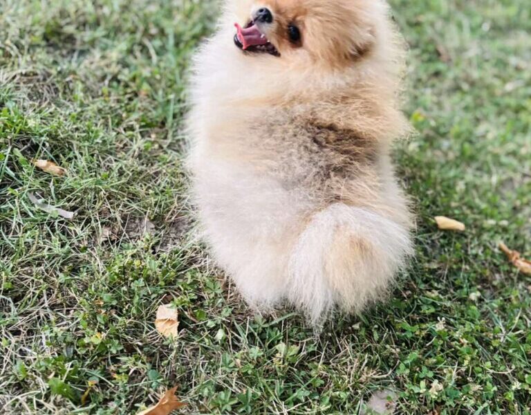 Pomeranac musko stene