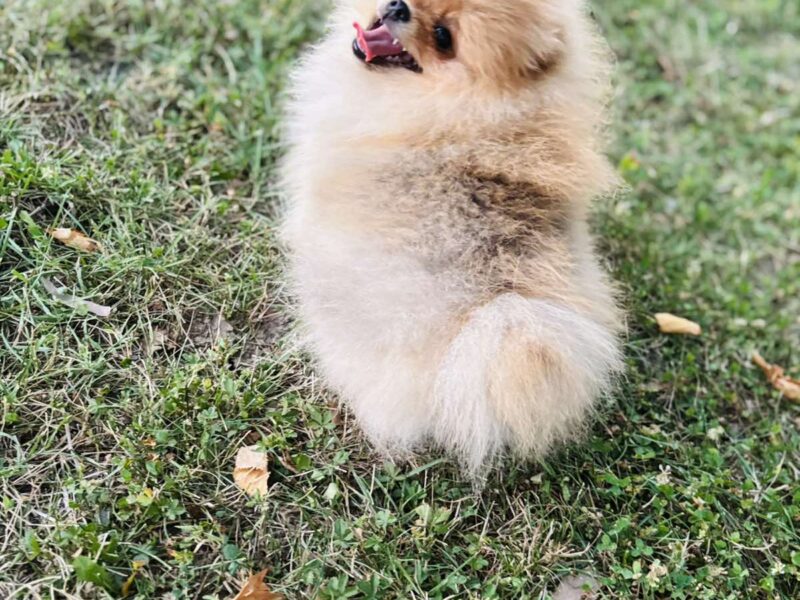 Pomeranac prelepo musko stene