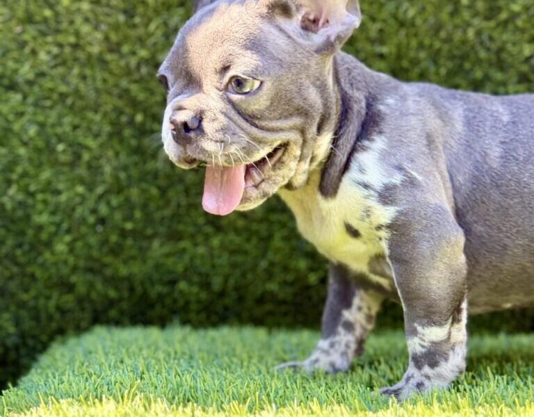 Francuski Buldog prelepi štenci