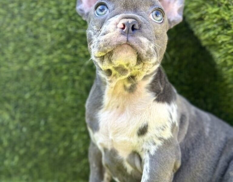 Francuski Buldog prelepi štenci