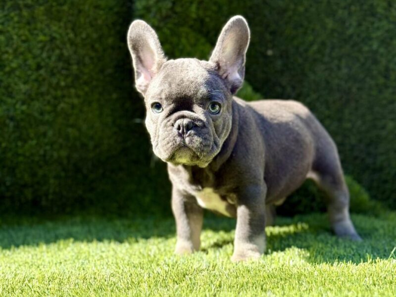Francuski Buldog prelepi štenci