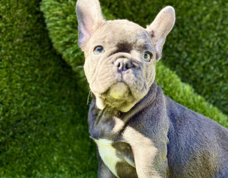 Francuski Buldog prelepi štenci