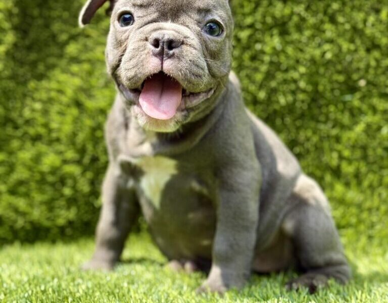 Francuski Buldog prelepi štenci