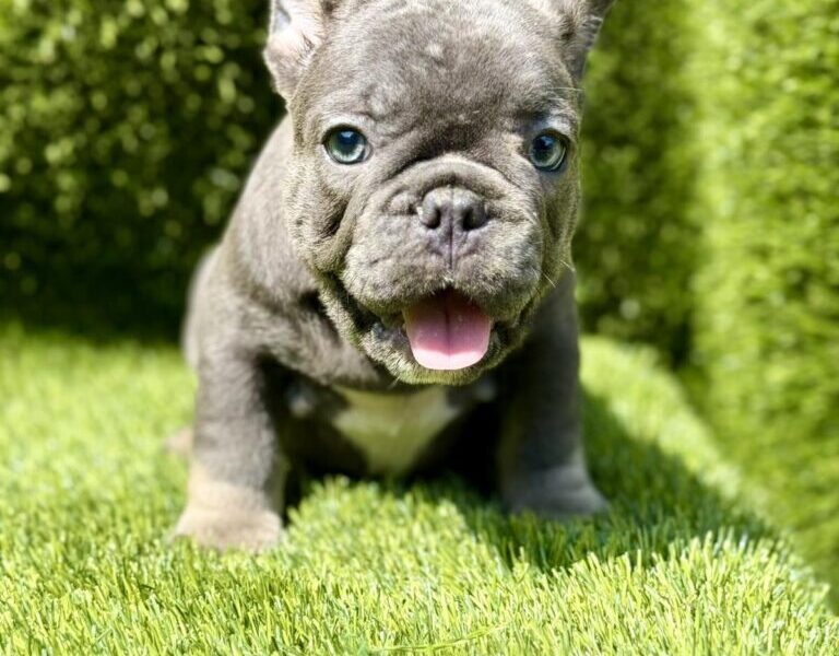 Francuski Buldog prelepi štenci