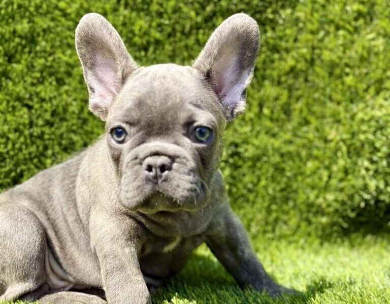 Francuski Buldog prelepi štenci